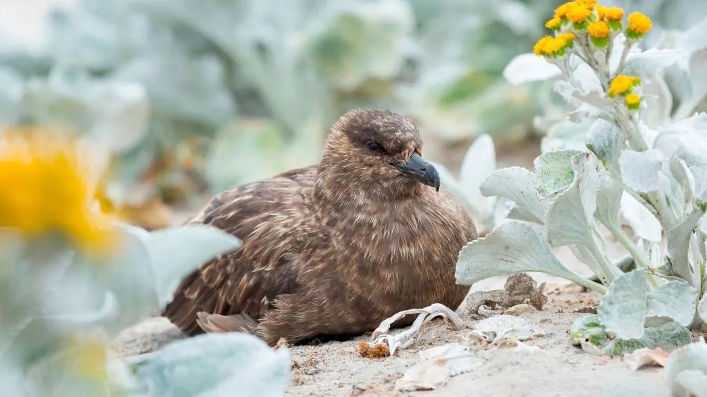 Australia confirms first case of H5N1 bird ...