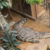 Boy, 3, no longer critical after crocodile attack