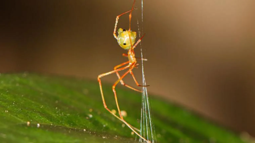 Spider which uses spring trap to capture...