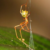 Spider which uses spring trap to capture prey discovered in Australia