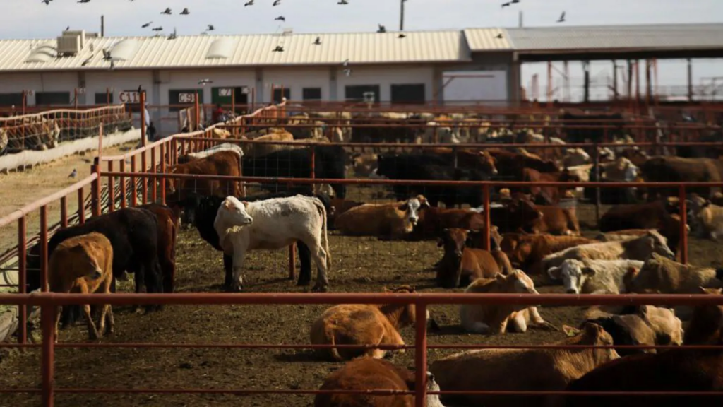 Canada bans Texas cattle over flesh-eating screwworm outbrea