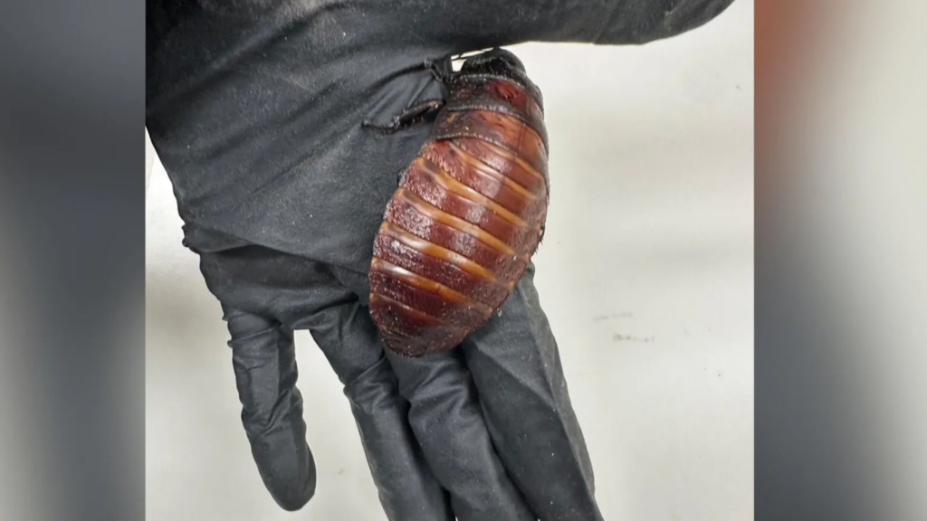 Giant hissing cockroaches among $200,000 worth of illegal in