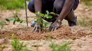 CSIR warns weak use of soil data is undermining Ghana’s agri