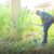 Obuasi East MP weeds Afari Military Hospital grounds, demands immediate operationalisation