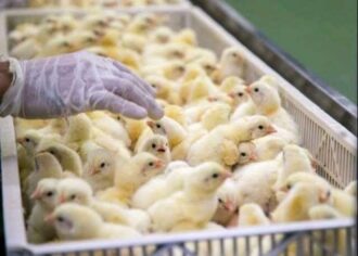 Nkoko Nkitinkiti  alone cannot transform poultry sector without fixing feed challenges — Farmers
