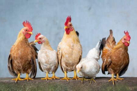 Joy Business and Super Morning Show host high-level roundtable on Ghana’s poultry industry