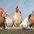 Joy Business and Super Morning Show host high-level roundtable on Ghana’s poultry industry on Friday