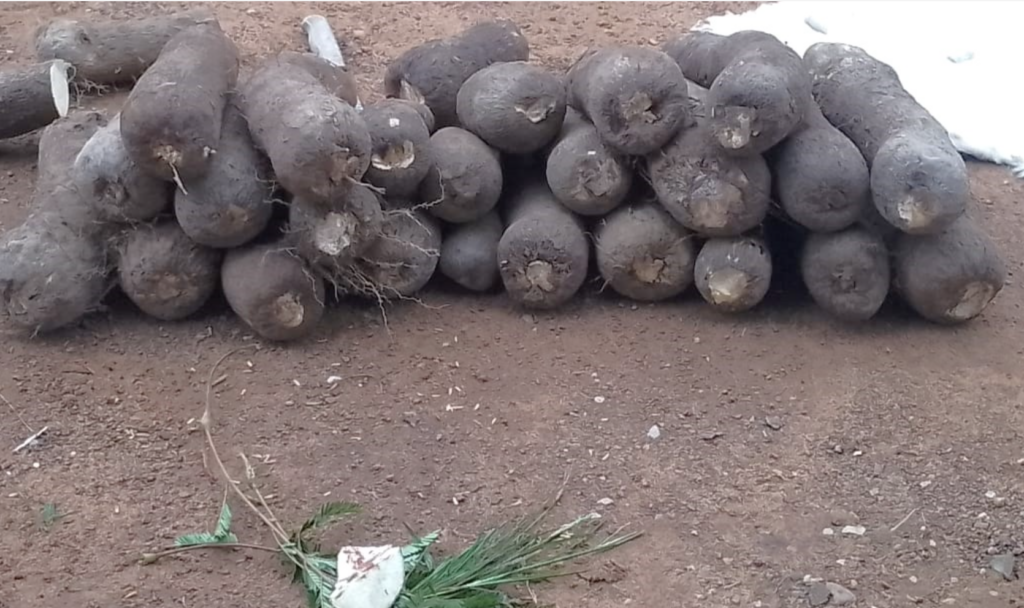 Dambai traditional authorities perform rites to officially open new yam trading season