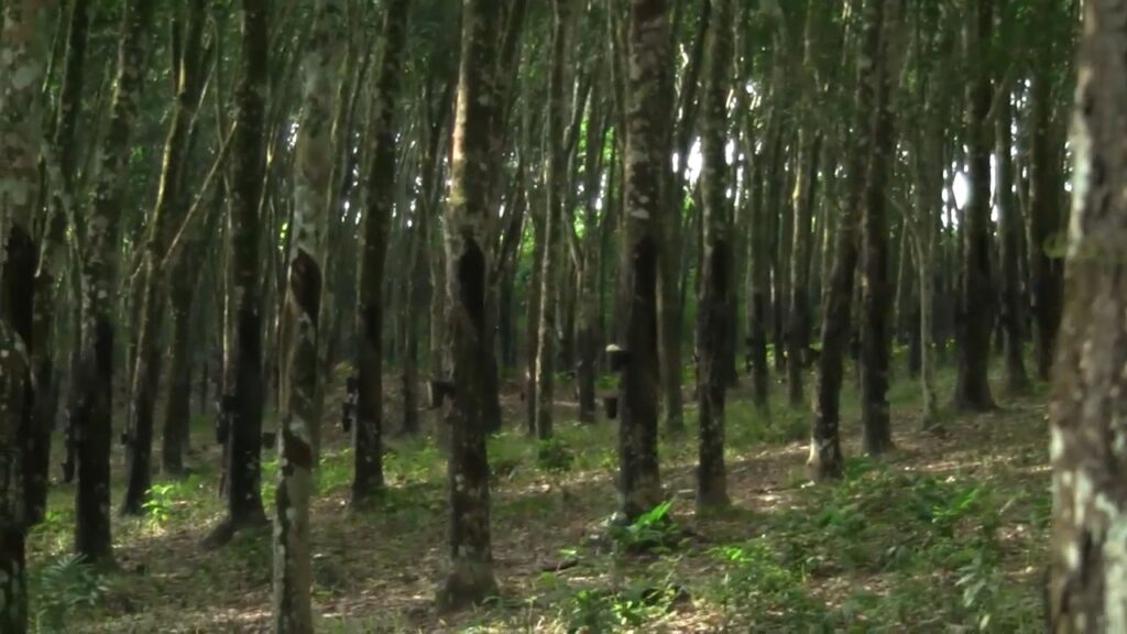 RUPAG rejects claims raw rubber export ban ...