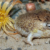 Viral squeaky frog now at risk of extinction