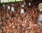 Nkokɔ Nkitinkiti: Gov’t begins procuring birds to support MPs in poultry farming – Agric Minister