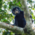 New monkey species with orange lips found ‘hiding’ in DRC forest