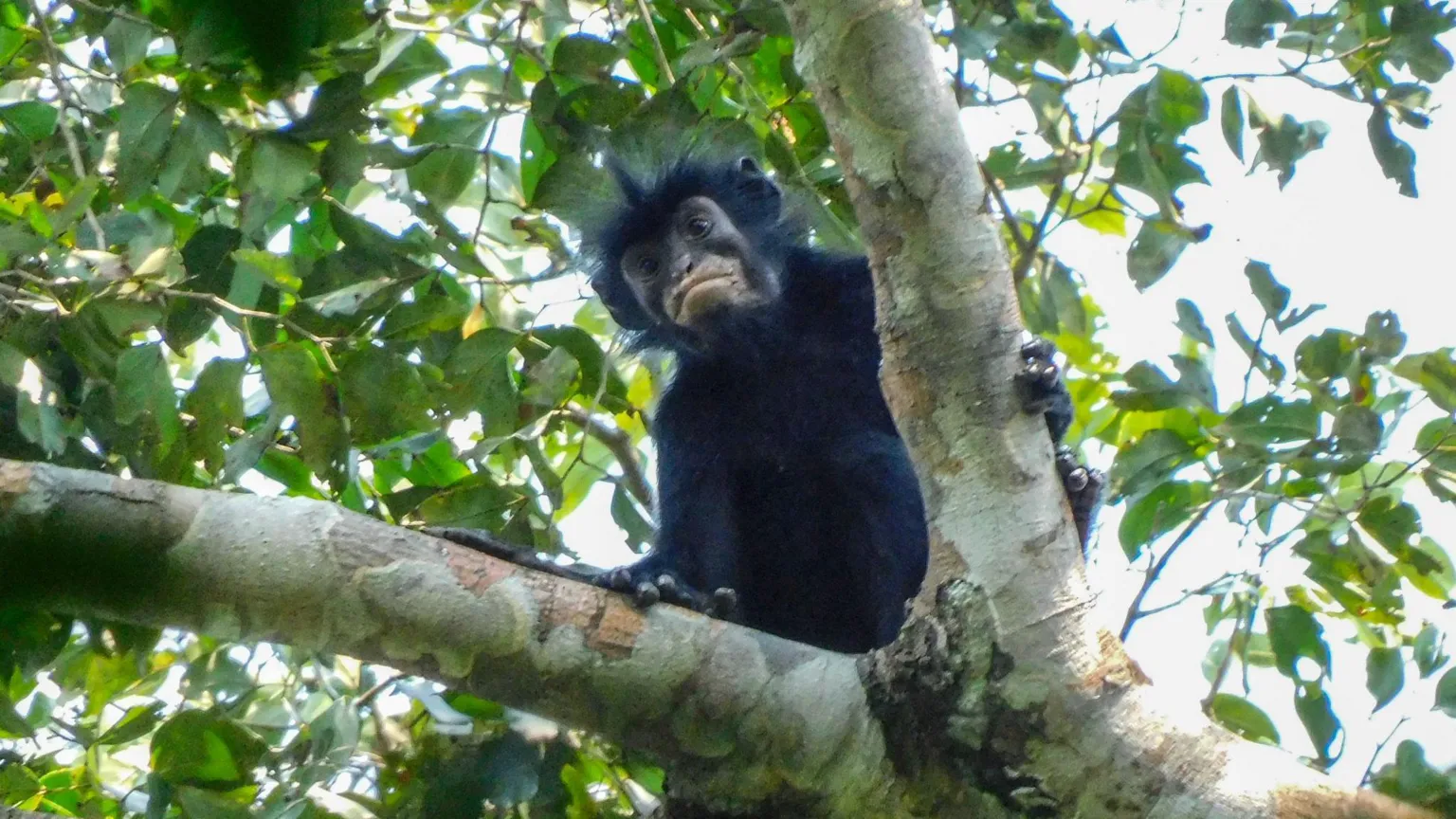 What’s Next for Colobus Congoensis?