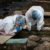 Further infant remains uncovered at former mother-and-baby home