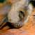 Canadian boy, 11, dies of rabies after waking to bat on his face