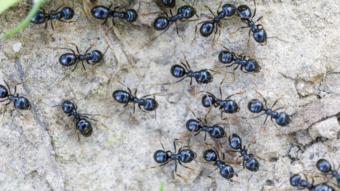 Michelin-starred restaurateur faces jail for using ants as dessert garnish