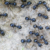 Michelin-starred restaurateur faces jail for using ants as dessert garnish