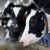 Canada’s ‘powerful’ dairy sector is in Trump’s trade crosshairs