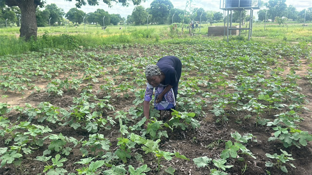 Biochar revolution gives Upper East women farmers hope amid fertiliser price hikes