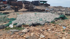FDA cracks down on unsafe fish processing in joint operation at Tema Newtown