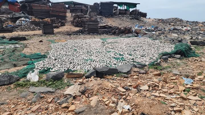 FDA cracks down on unsafe fish processing...