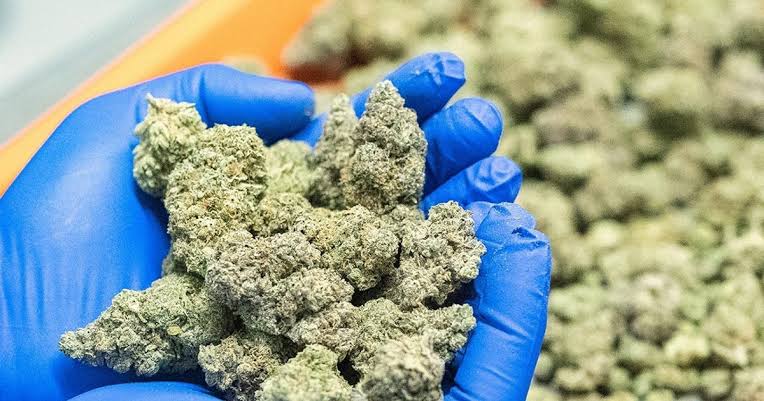 Don’t confuse legal industrial cannabis...