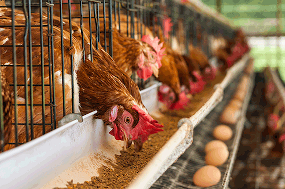 Ghana's poultry self-sufficiency stagnant at 12% – Agri-Impact CEO