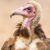 The vulture of silence – Kurom Ayɛ Dinn – Occasional Kwatriot Kwesi Yankah writes 