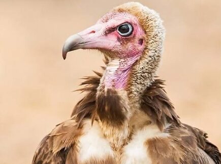 The vulture of silence – Kurom Ayɛ Dinn – Occasional Kwatriot Kwesi Yankah writes 