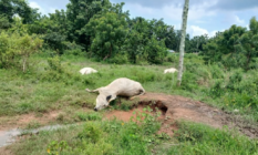 Fallen live electricity cable kills over 10 cattle in Krachu East