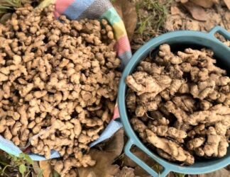 GSS flags ginger price surge as investment opportunity