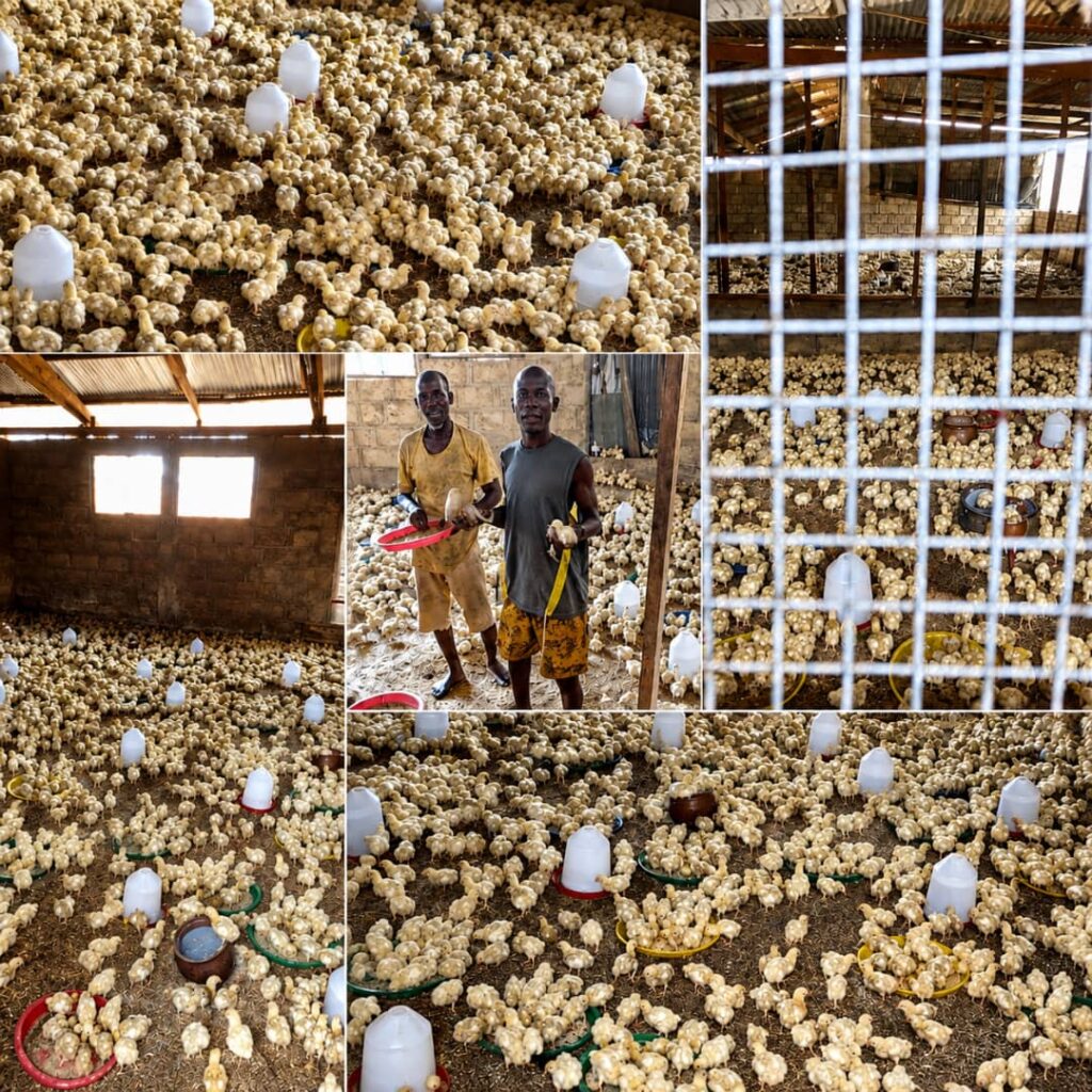 Farmer appeals for poultry processing...