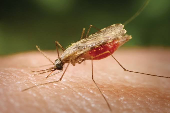 Ghana’s climate future brings less malaria ...
