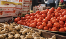 Ghana’s tomato, ginger shortfalls deepen import bill, CSIR researchers say 
