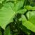 Kontomire has higher nutritional value than spinach, broccoli – Dietician