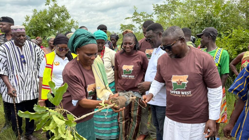 16,000 shea seedlings planted at Pavuu in...