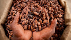 What Mahama’s 10 new laws mean for cocoa farmers, workers, importers and businesses