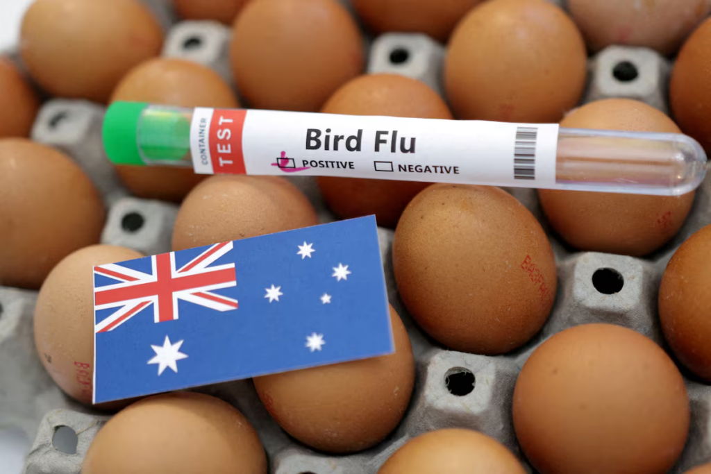 Australia confirms first mass mortality event from H5 bird flu in native seabirds