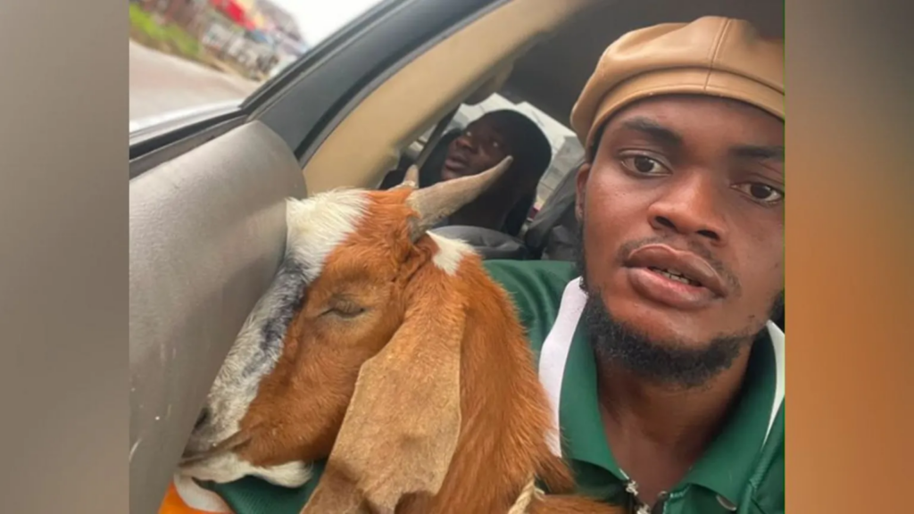 The goat is now a celebrity – how this...
