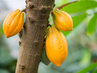 COCOBOD increases cocoa producer price to GH¢42,400 for 2026/27 season