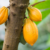 COCOBOD increases cocoa producer price to GH¢42,400 for 2026/27 season