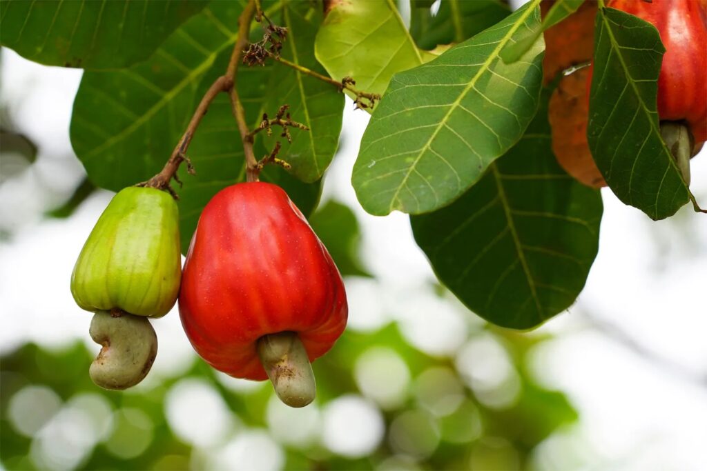 Germany Backs Ghana Cashew Processing