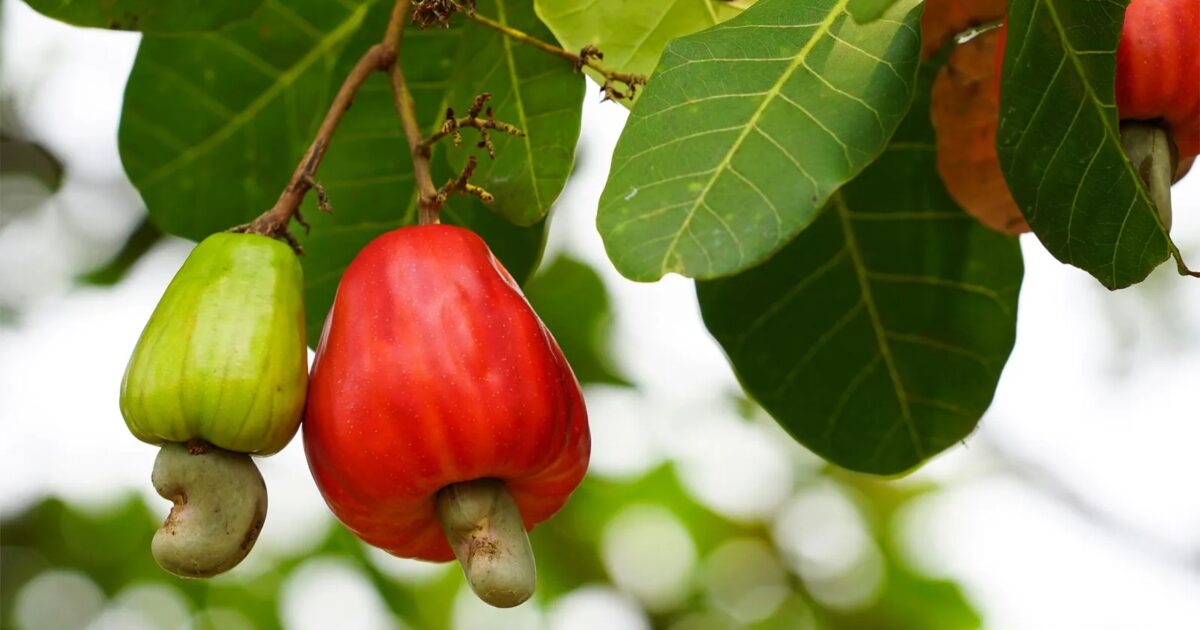German Development Cooperation, KOA partner to turn cashew apples into jobs, incomes and investment