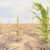 Climate-vulnerable countries spend nearly 25 times more on debt than climate action – ActionAid report