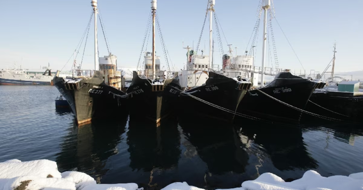 Iceland moves to ban whaling permanently