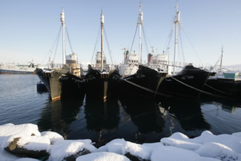 Iceland to propose whaling ban, leaving Norway and Japan isolated