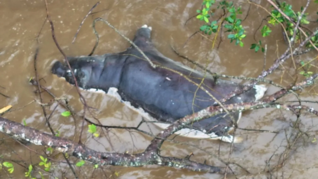 Zambians warned not to eat dead wildlife...