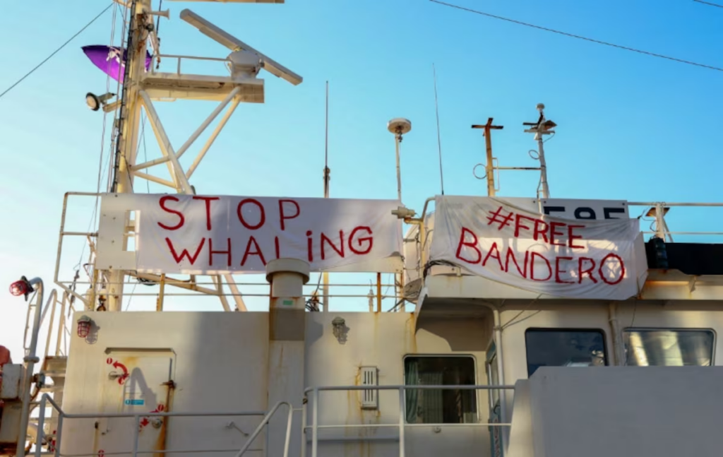 Iceland’s last whaling company shrugs off...