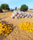 Police intercept canoe with 2,213 slabs of suspected Indian hemp on River Volta