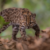 New tiger cat species identified in Bolivia, first in over a century